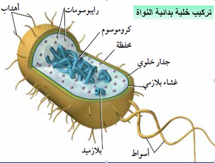 صورة هناك اختلاف بين البكتيريا والبدائيات حيث تحتوي على