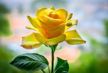 صورة اشترى خالد٧٠ زهرة، منها٢٠ زهرة حمراء ، والباقي صفراء. كم زهرة صفراء اشترى خالد؟